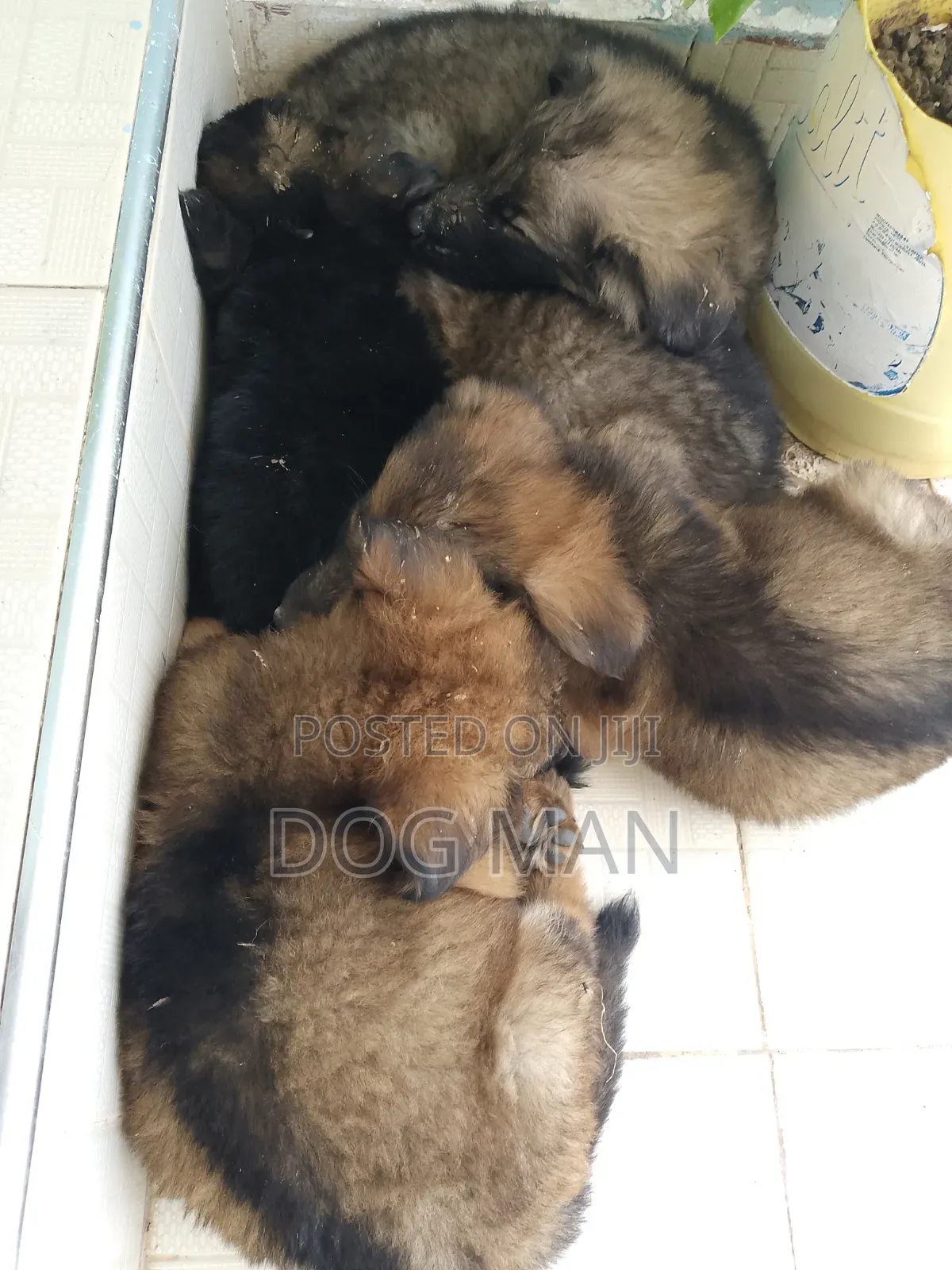 1-3 months Female Purebred German Shepherd