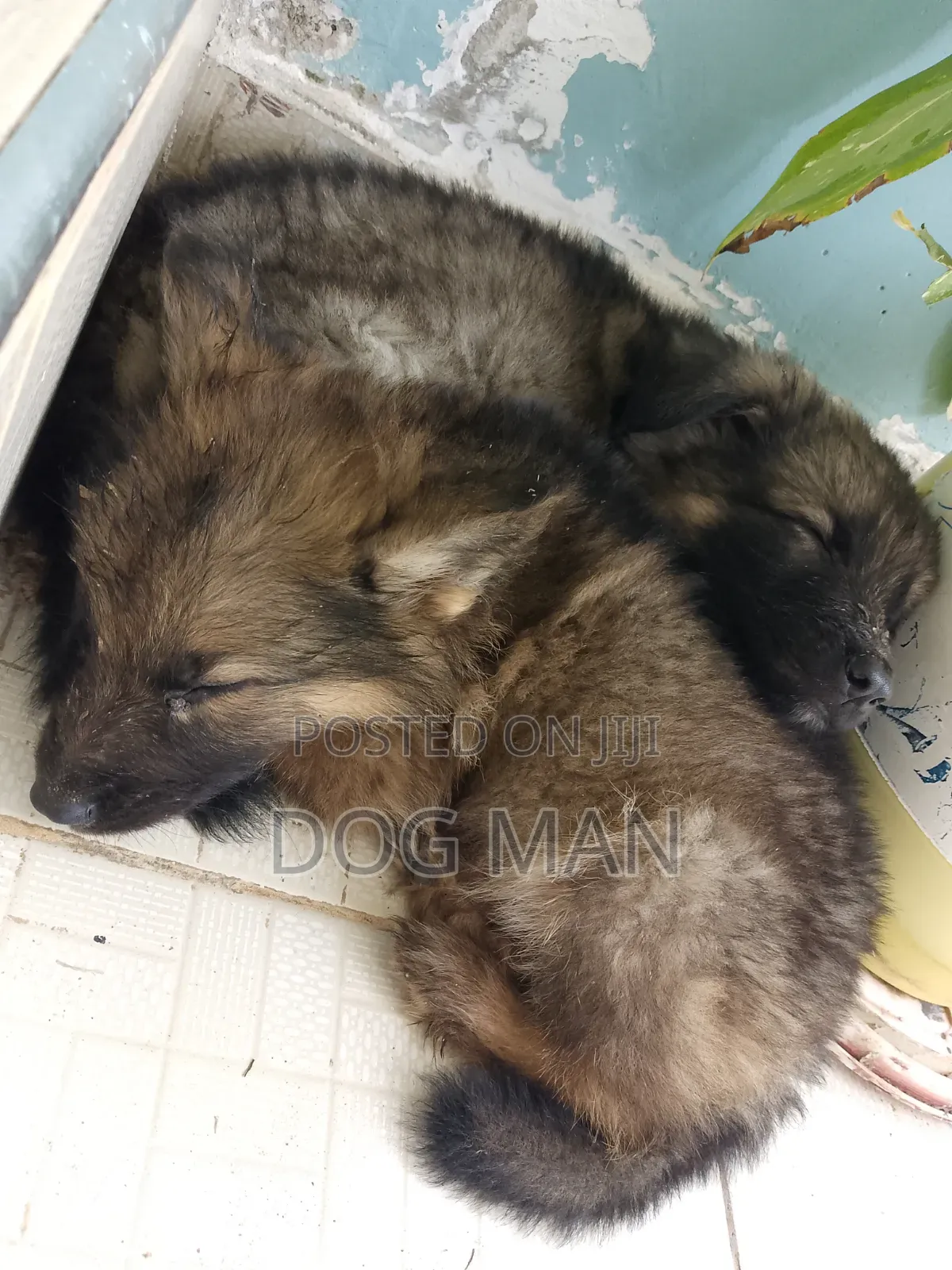 1-3 months Female Purebred German Shepherd