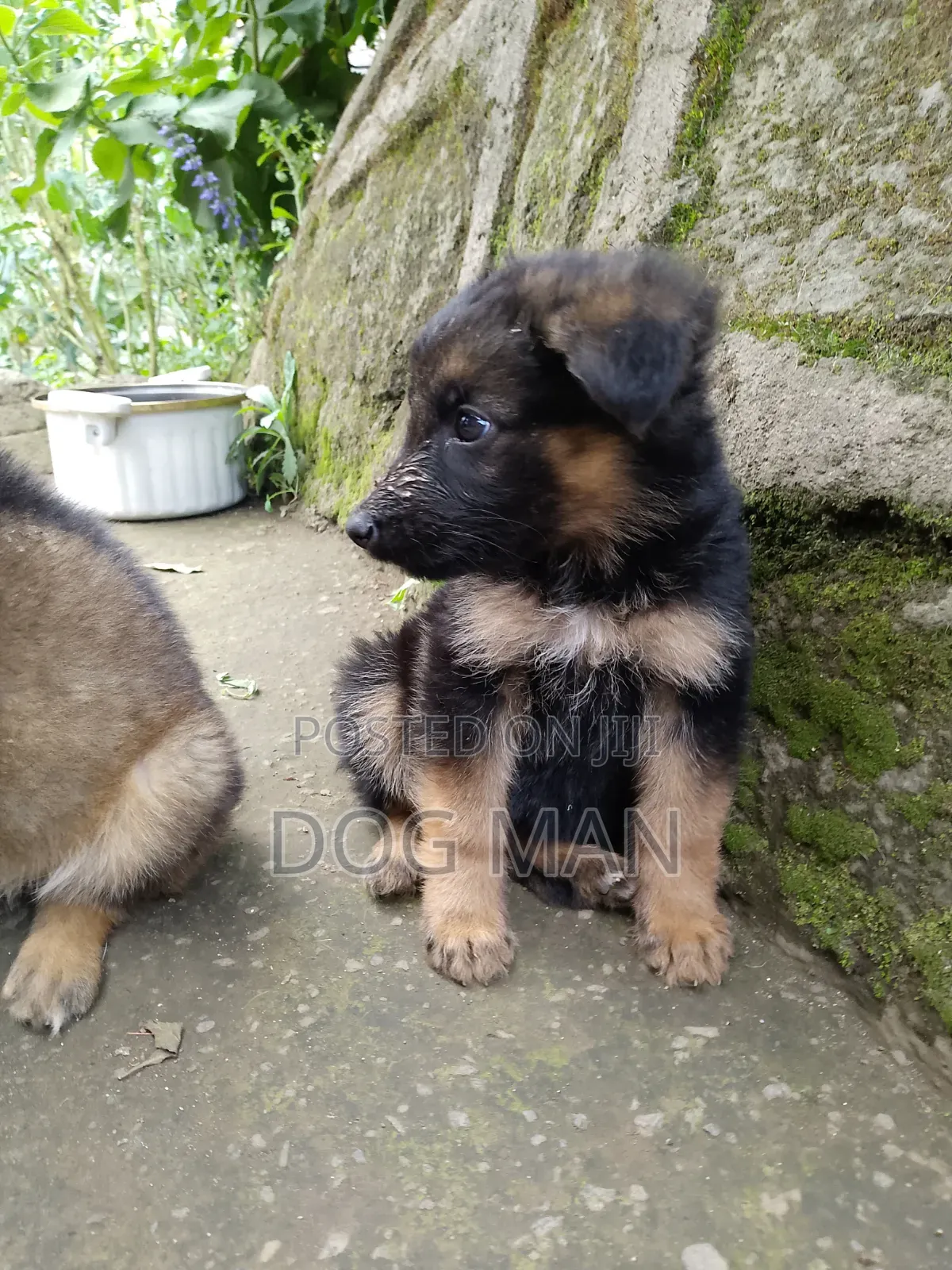 1-3 months Female Purebred German Shepherd