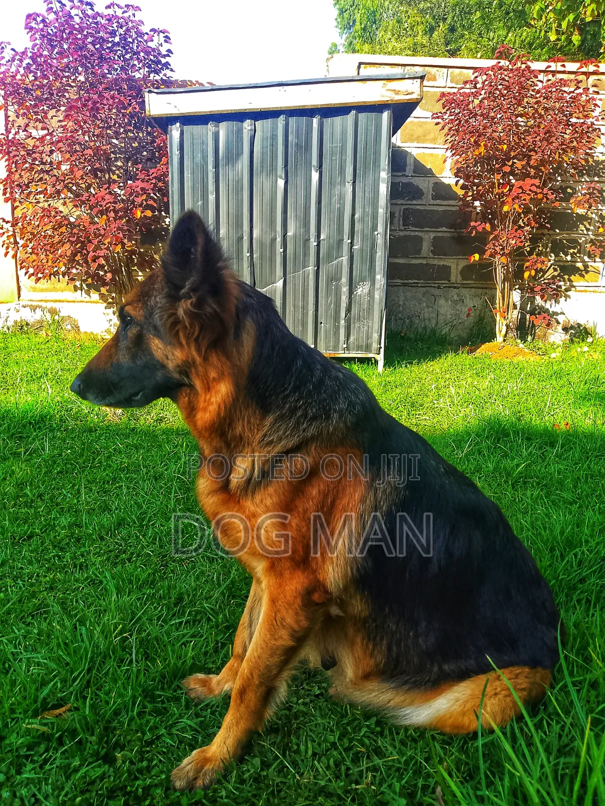 1-3 months Female Purebred German Shepherd
