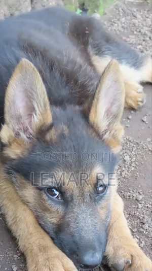 3-6 months Male Purebred German Shepherd