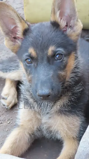 3-6 months Male Purebred German Shepherd