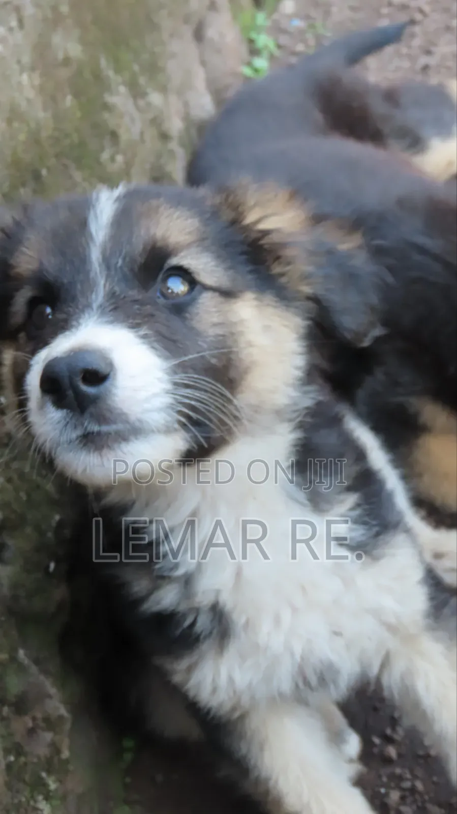 3-6 months Male Purebred German Shepherd