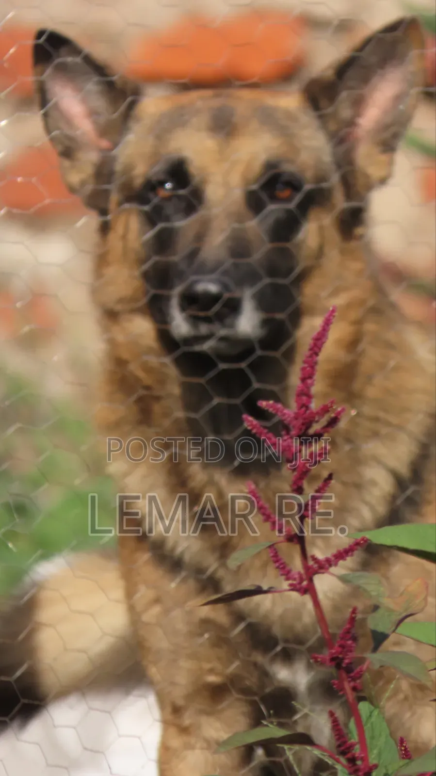 3-6 months Male Purebred German Shepherd