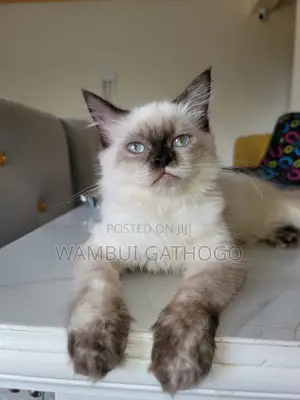 6-12 months Female Mixed Breed Siamese