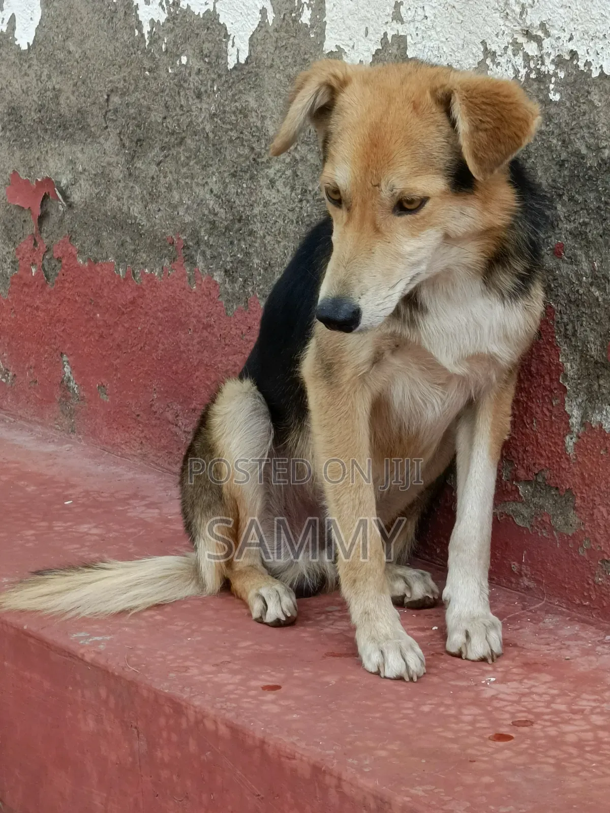 3-6 months Male Mixed Breed German Shepherd