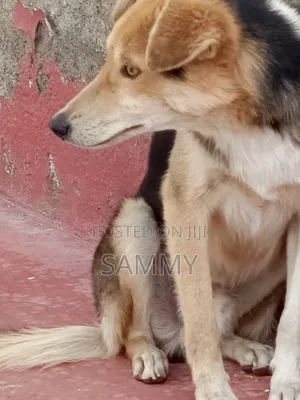 3-6 months Male Mixed Breed German Shepherd