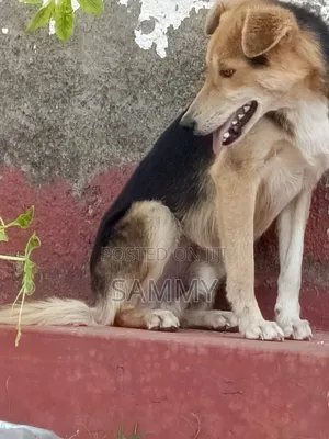 3-6 months Male Mixed Breed German Shepherd