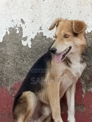 3-6 months Male Mixed Breed German Shepherd