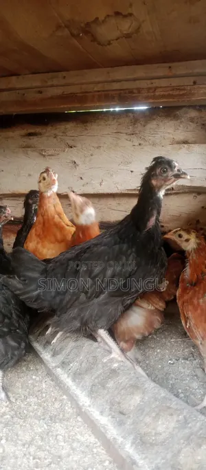 Chicken Kienyenji