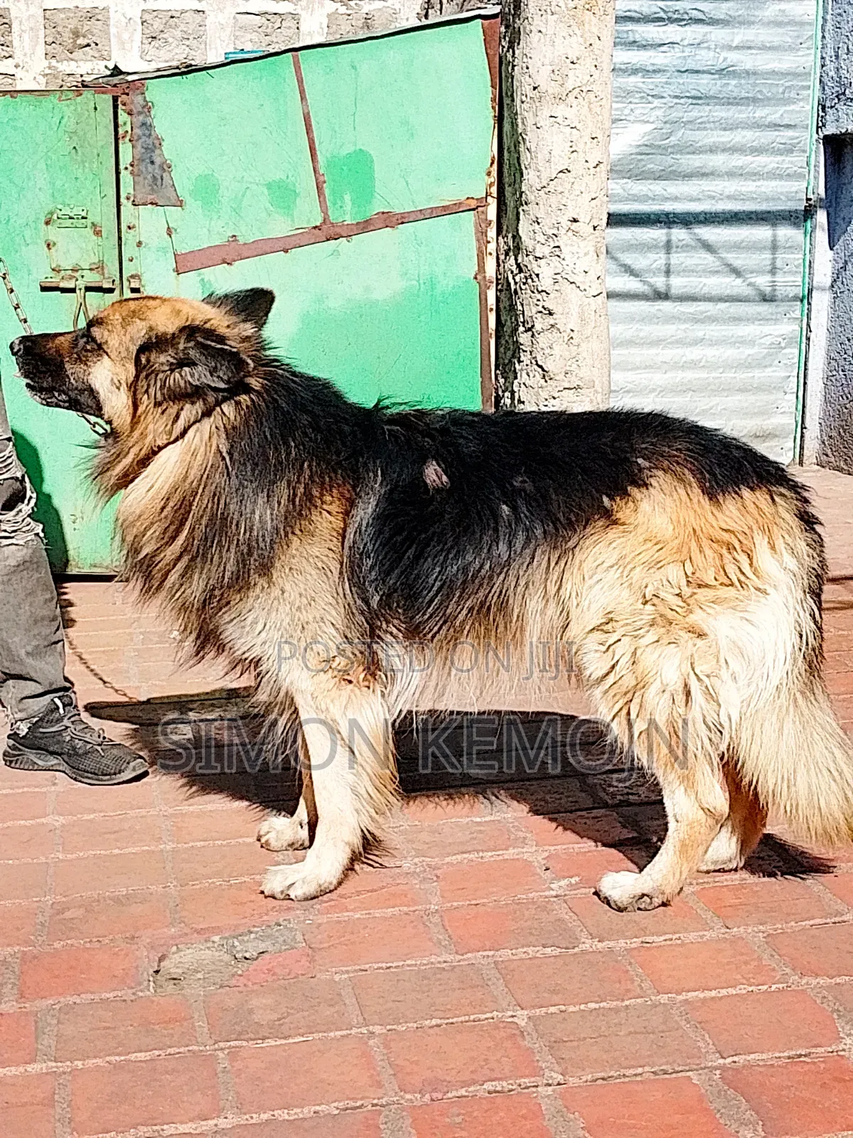 1+ year Male Purebred German Shepherd