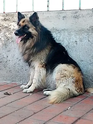 1+ year Male Purebred German Shepherd