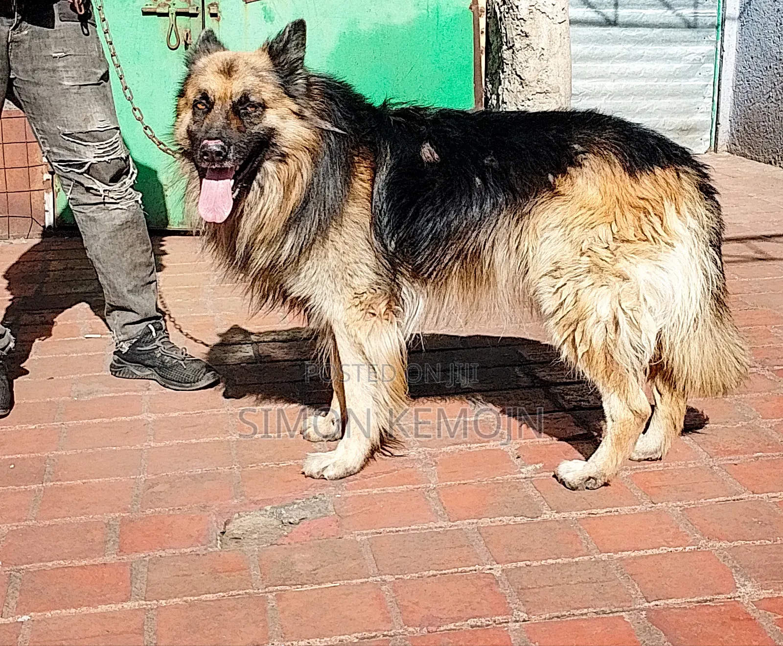 1+ year Male Purebred German Shepherd