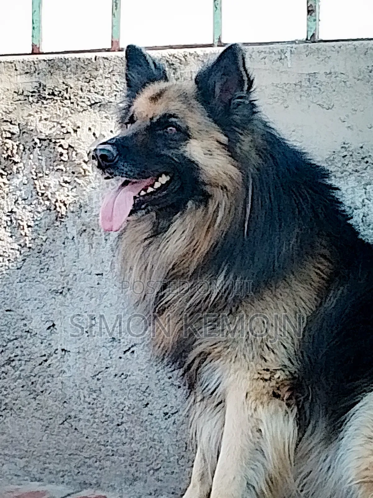 1+ year Male Purebred German Shepherd
