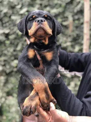 1-3 months Female Purebred Rottweiler