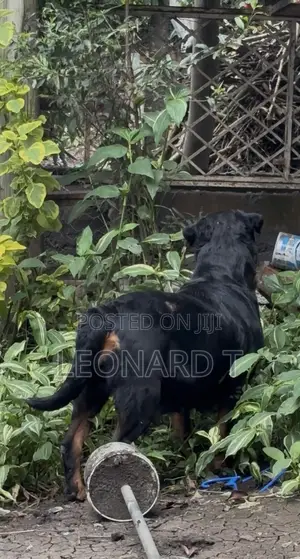 1-3 months Female Purebred Rottweiler