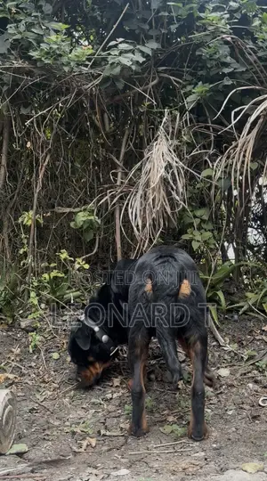 1-3 months Female Purebred Rottweiler