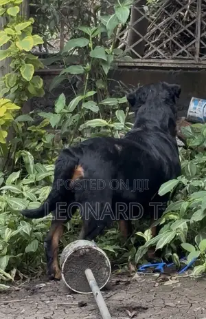 1-3 months Female Purebred Rottweiler