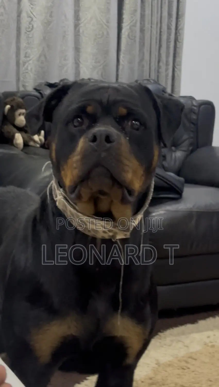 1-3 months Female Purebred Rottweiler