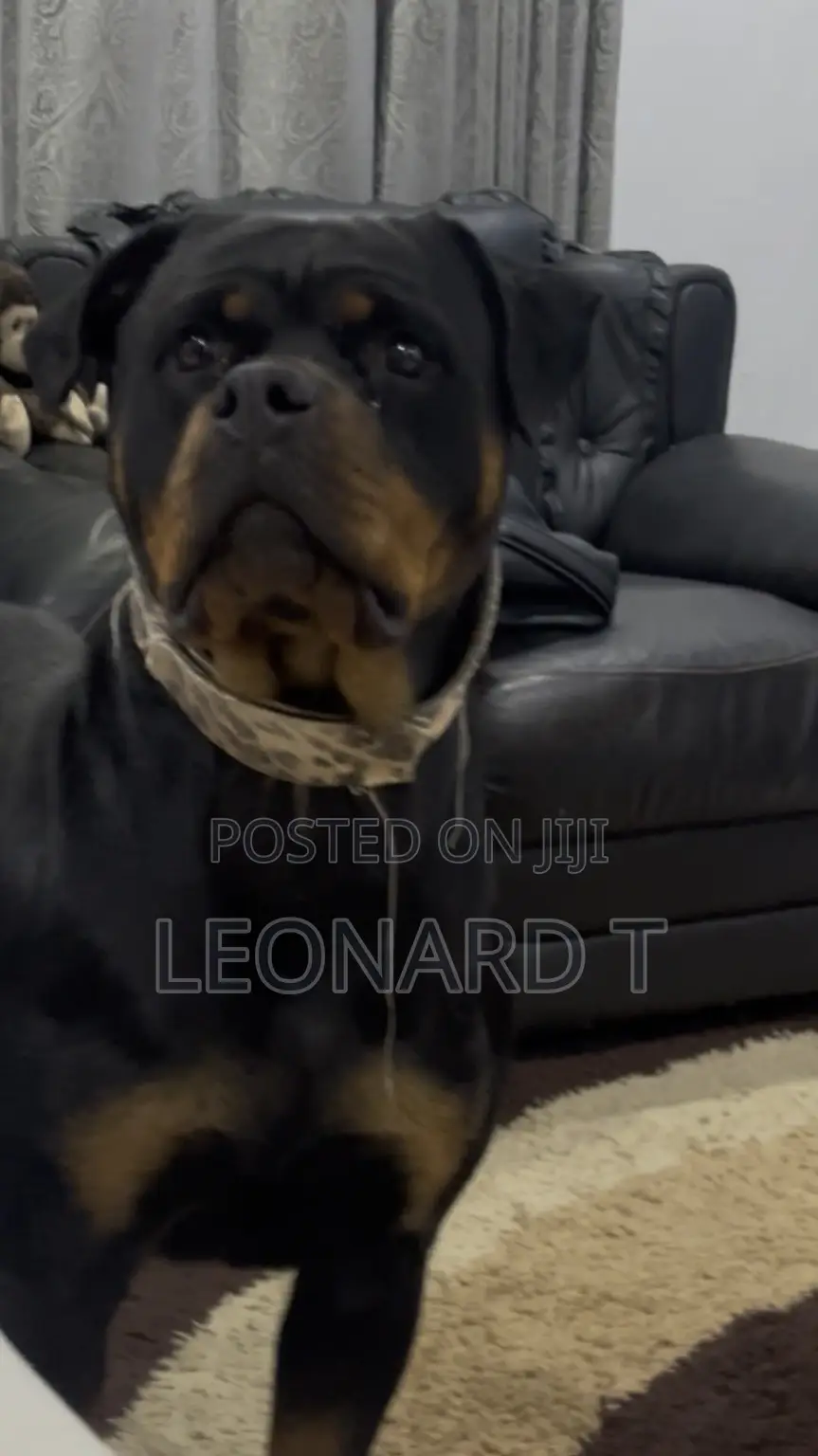 1-3 months Female Purebred Rottweiler