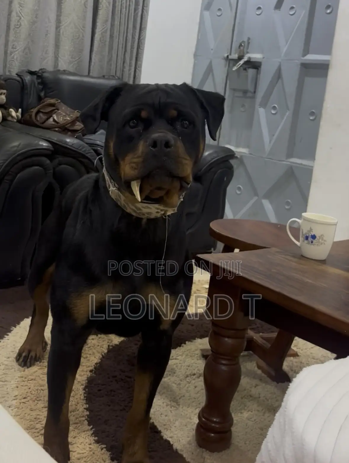 1-3 months Female Purebred Rottweiler