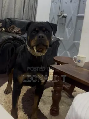 1-3 months Female Purebred Rottweiler