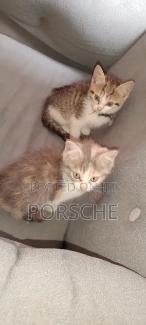 0-1 month Female Mixed Breed American Shorthair