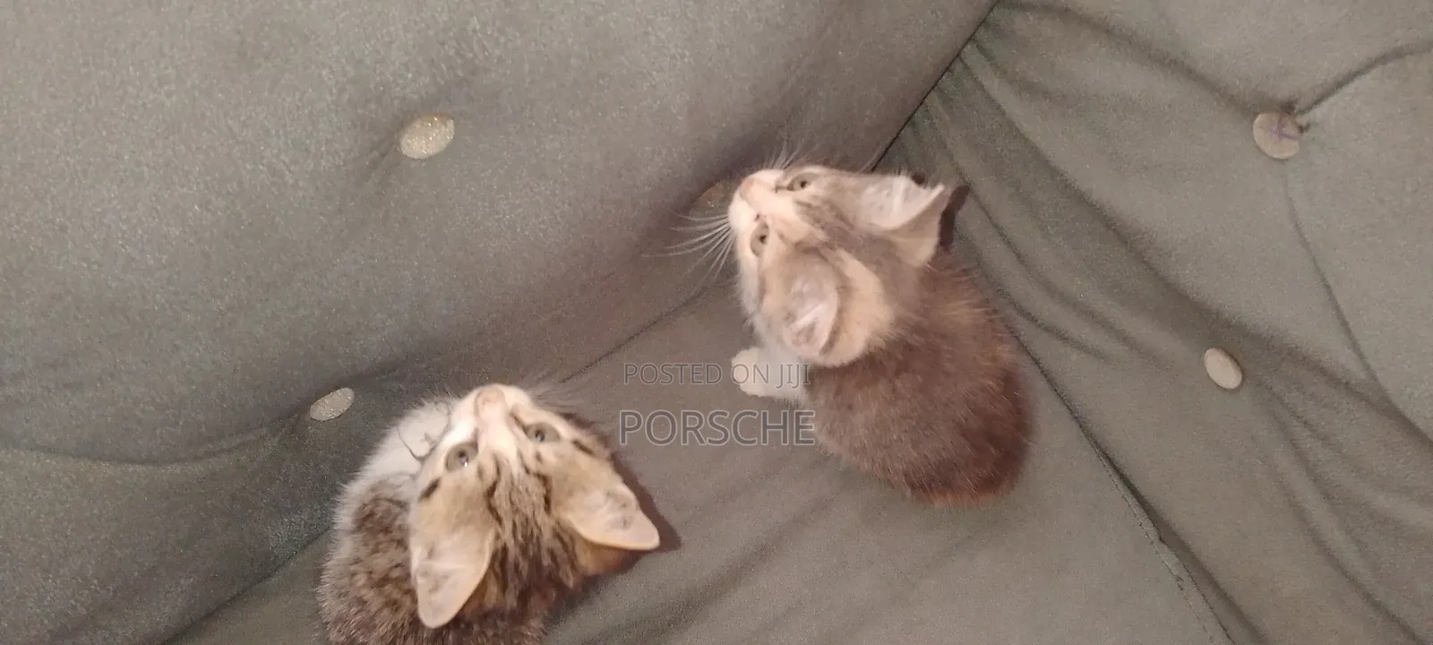 0-1 month Female Mixed Breed American Shorthair