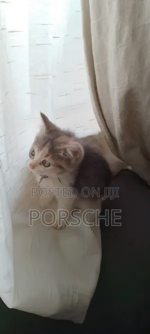 0-1 month Female Mixed Breed American Shorthair