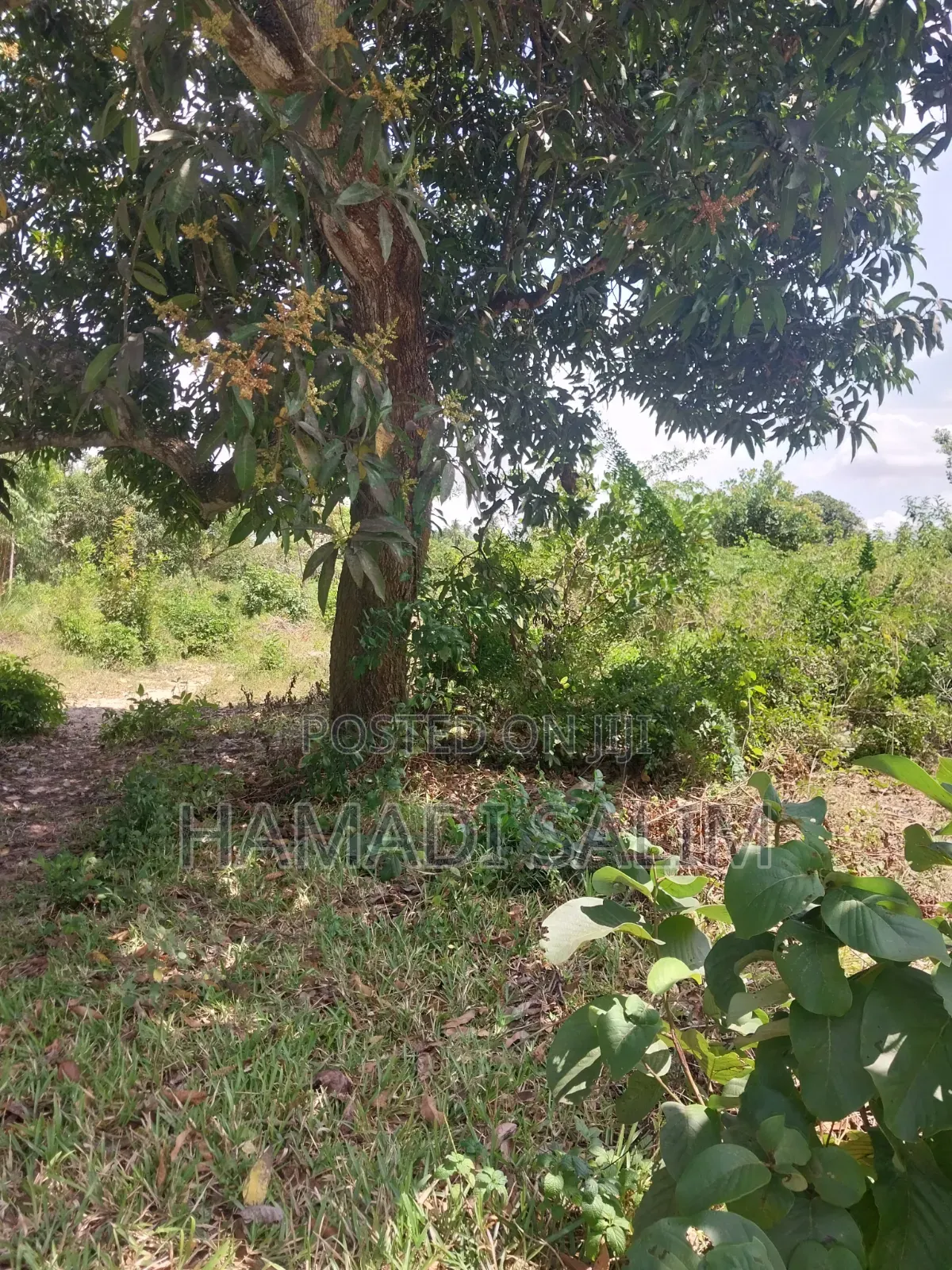 1 Acre Plot for Sale - Tiwi
