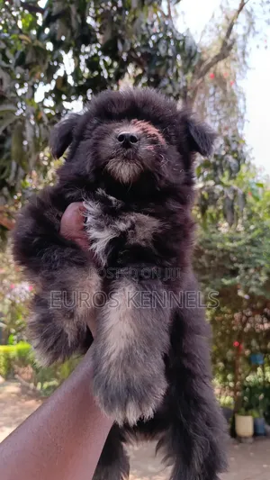 1-3 months Female Purebred Havanese