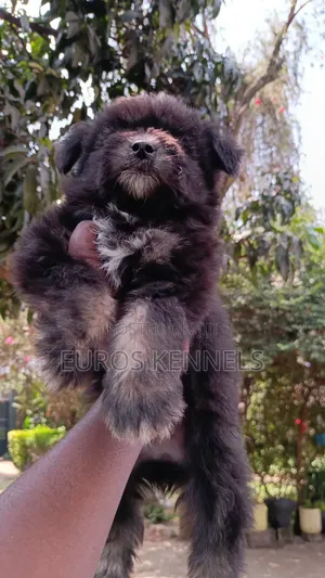 1-3 months Female Purebred Havanese