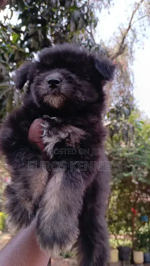1-3 months Female Purebred Havanese