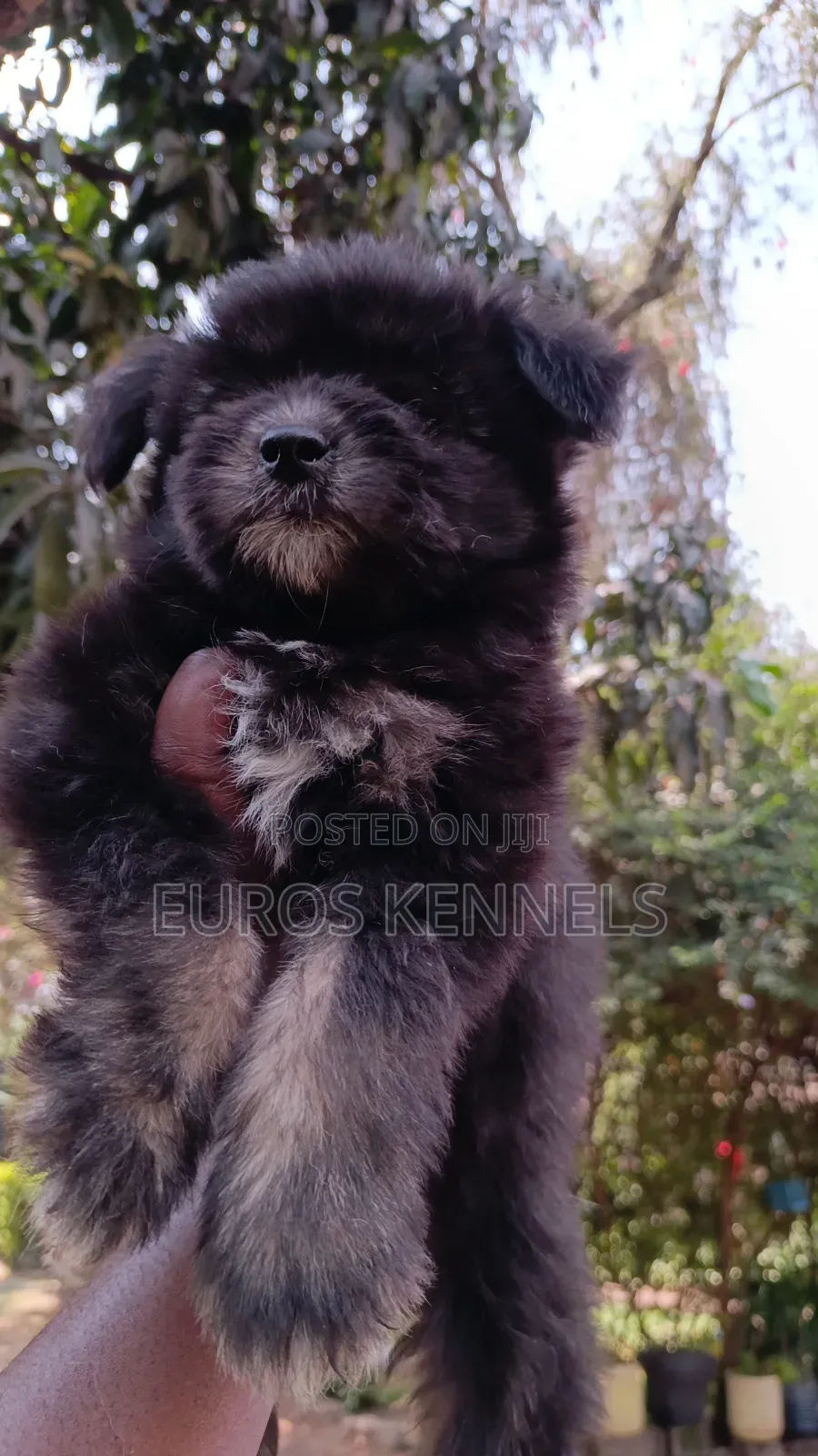1-3 months Female Purebred Havanese