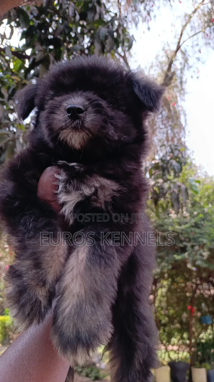 1-3 months Female Purebred Havanese