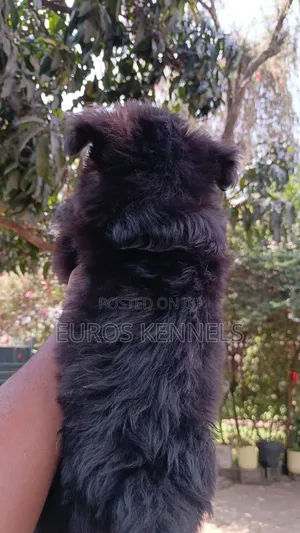 1-3 months Female Purebred Havanese