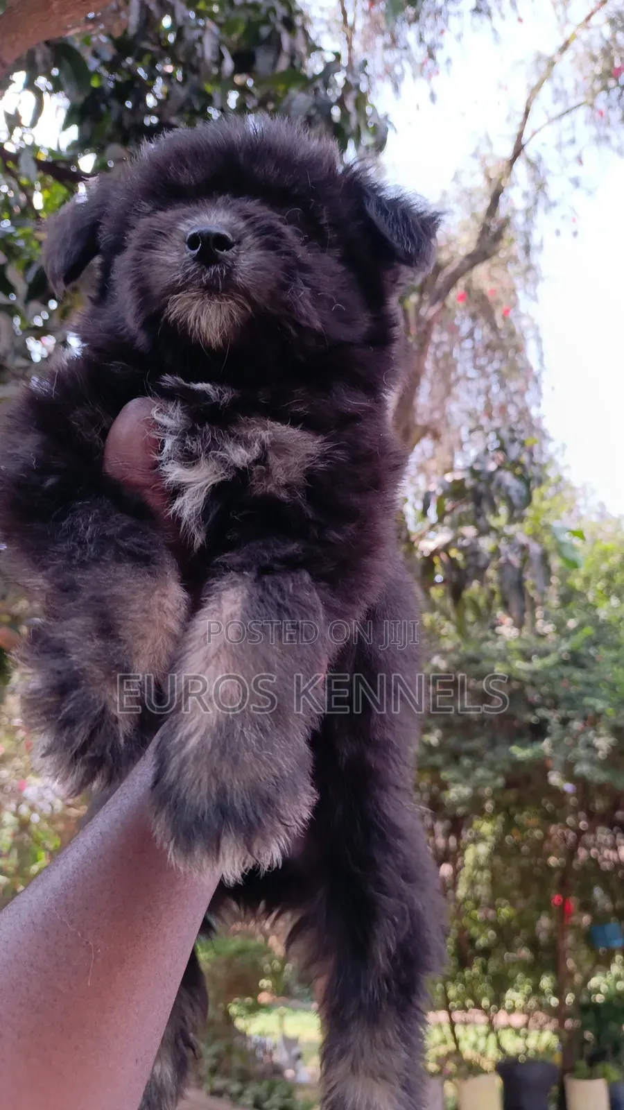 1-3 months Female Purebred Havanese
