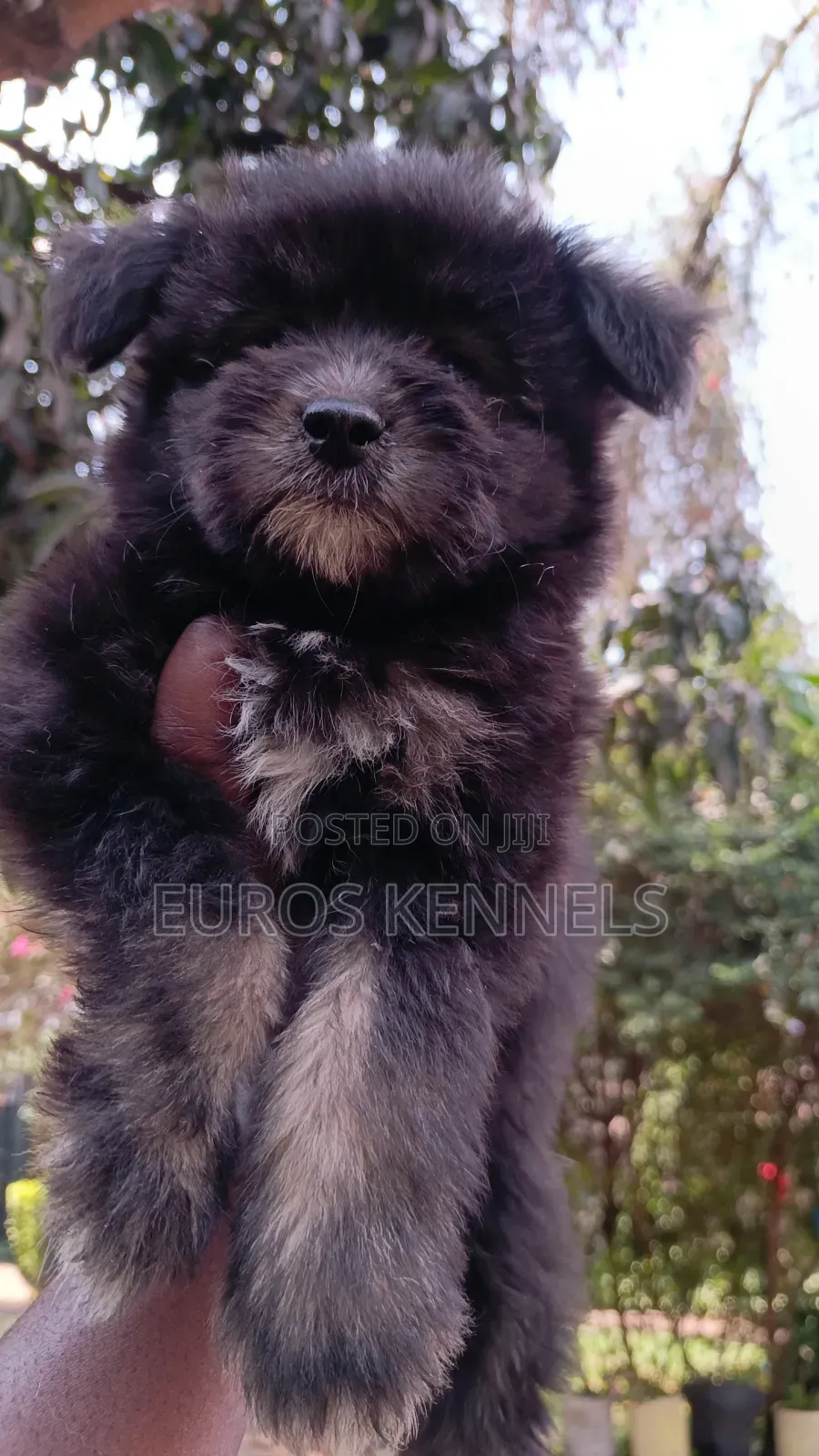 1-3 months Female Purebred Havanese