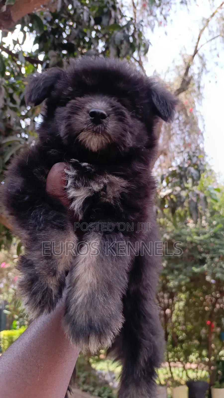 1-3 months Female Purebred Havanese