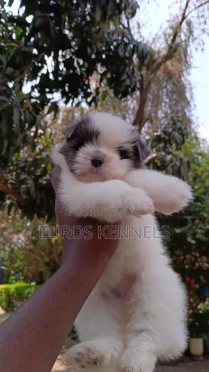 1-3 months Female Purebred Havanese