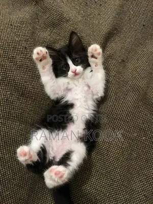 3-6 months Male Mixed Breed Tabby