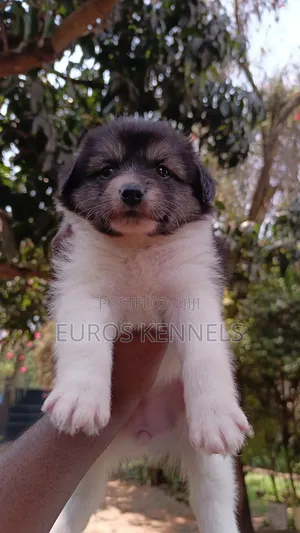 1-3 months Female Purebred Havanese