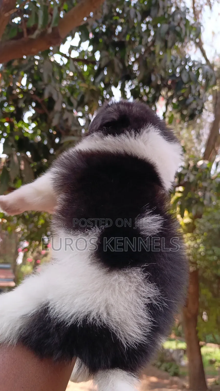 1-3 months Female Purebred Havanese