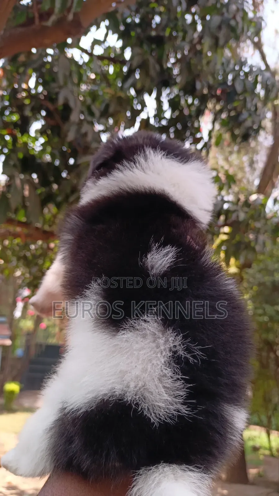 1-3 months Female Purebred Havanese