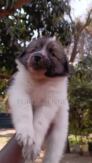 1-3 months Male Purebred Havanese