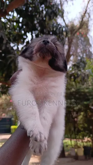 1-3 months Male Purebred Havanese