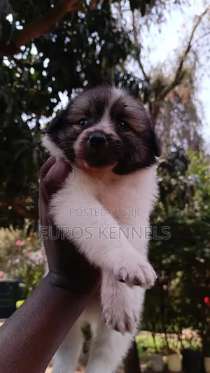 1-3 months Male Purebred Havanese
