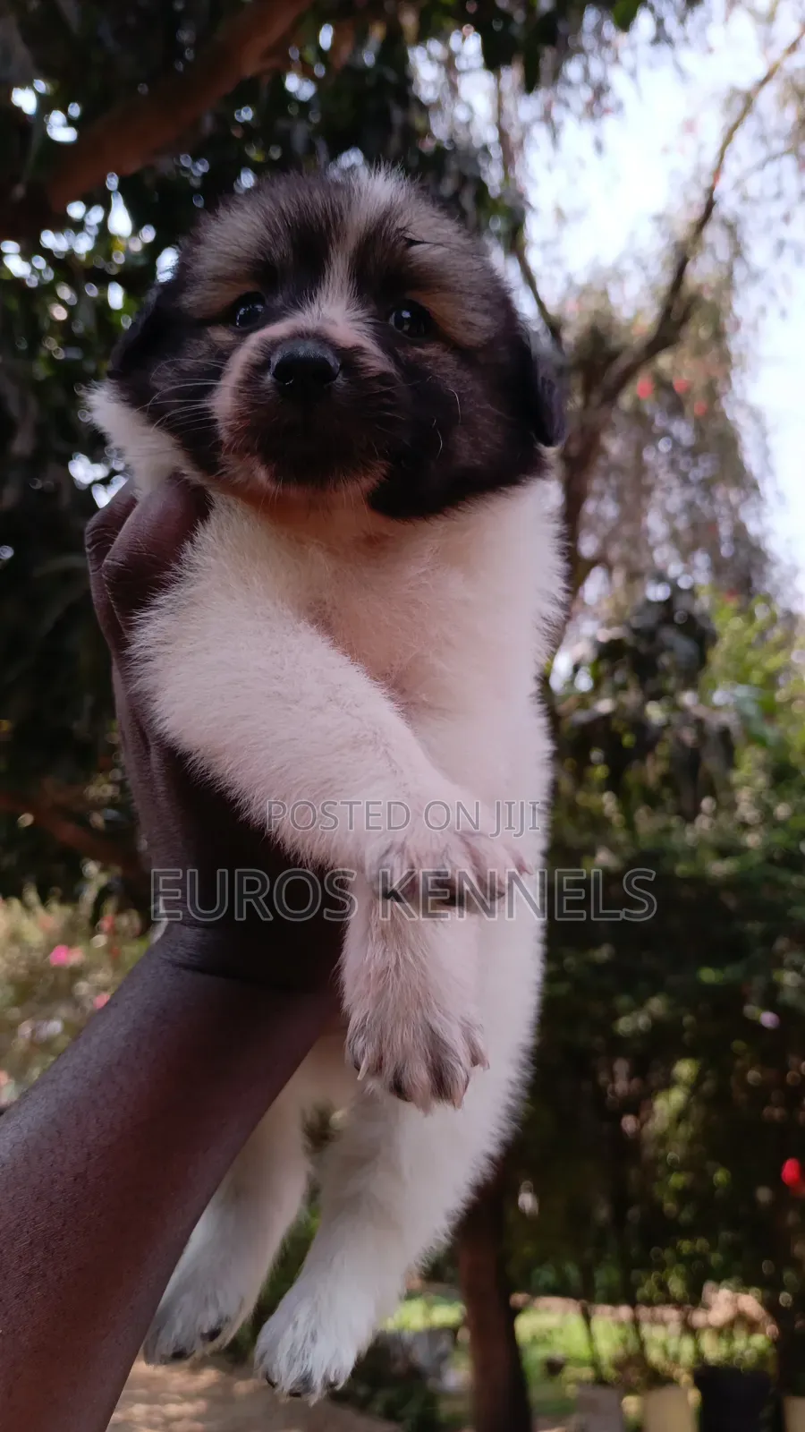 1-3 months Male Purebred Havanese