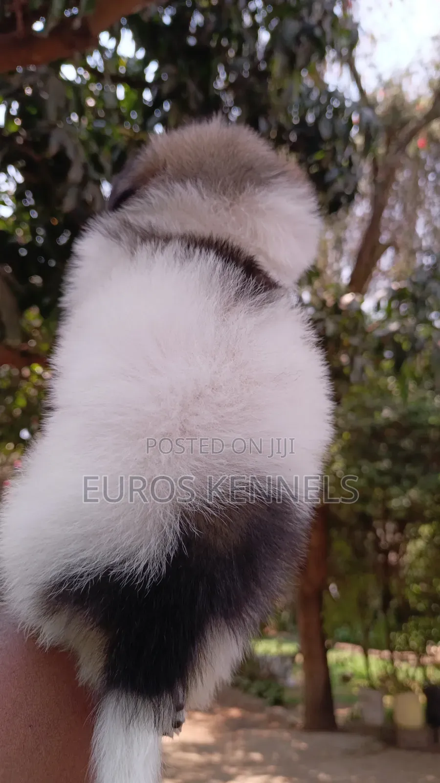 1-3 months Male Purebred Havanese