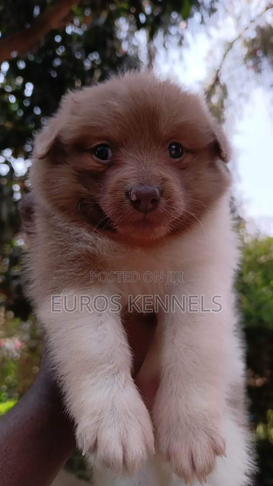 1-3 months Female Purebred Havanese